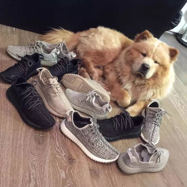 yeezy dog shoes